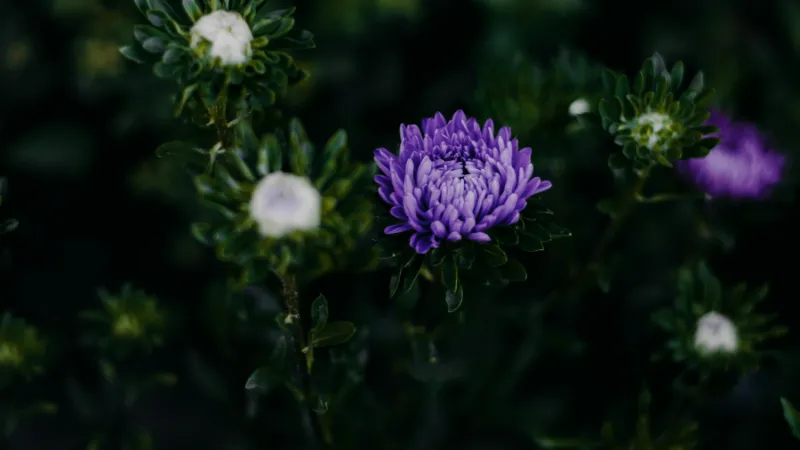 Beautiful ornamental Aster flower in full bloom.