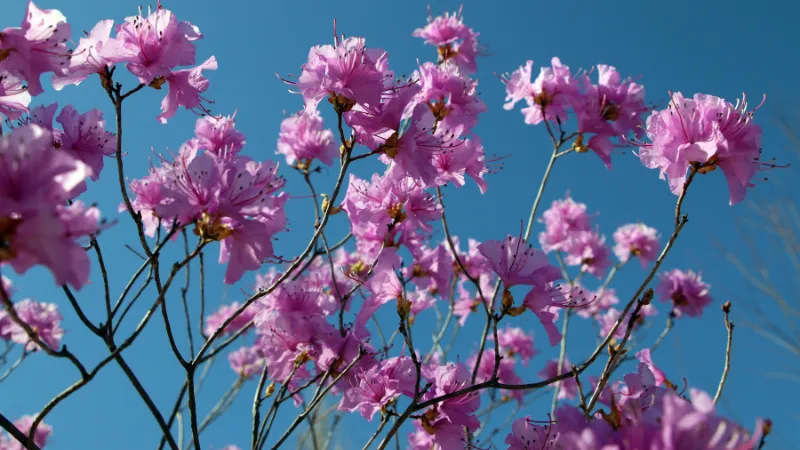 Beautiful ornamental Azalea flower in full bloom.
