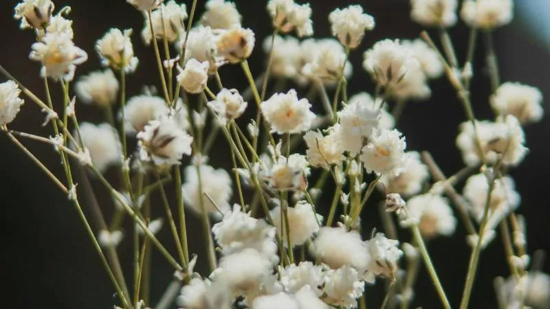 Beautiful ornamental Baby's Breath flower in full bloom.