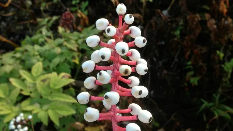 Beautiful ornamental Baneberry flower in full bloom.