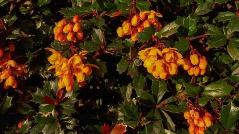 Beautiful ornamental Barberry flower in full bloom.