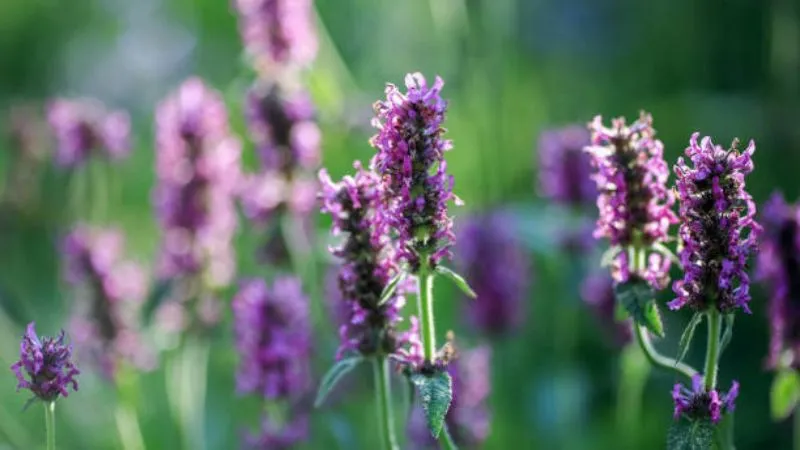 Beautiful garden Betony flower growing in an ornamental landscape.