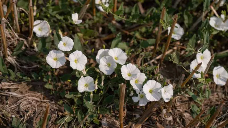 Ornamental vine Bindweed flower creating an attractive display.