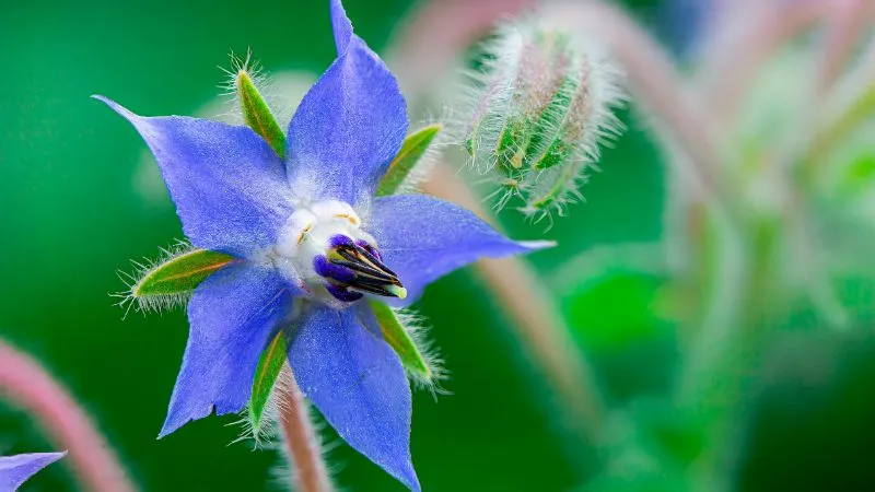 Beautiful ornamental Borage flower blooming in the garden.
