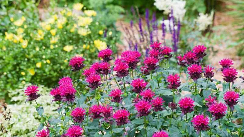 Pollinator garden Bee Balm flower attracting bees and butterflies.