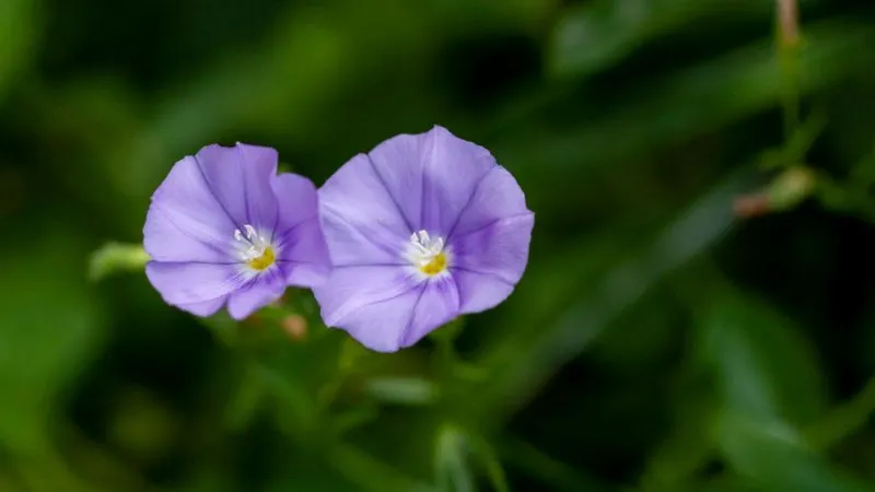 Climbing vine Purple Bindweed flower blooming beautifully.
