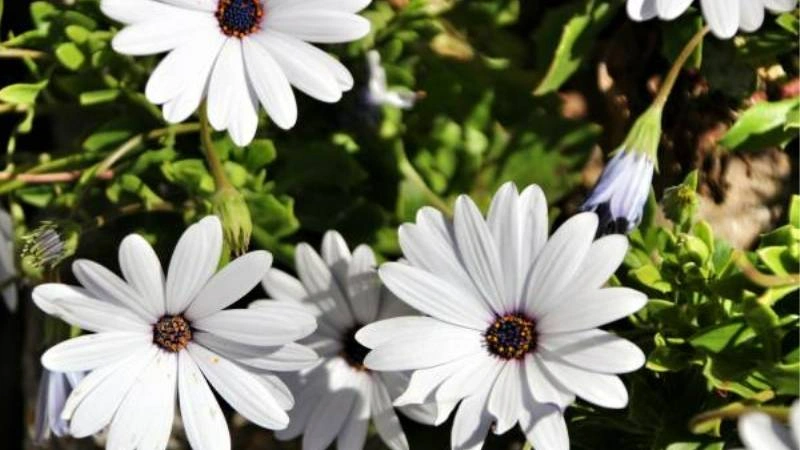 Blooming White African Daisy flowers with dark centers in a sunny garden.