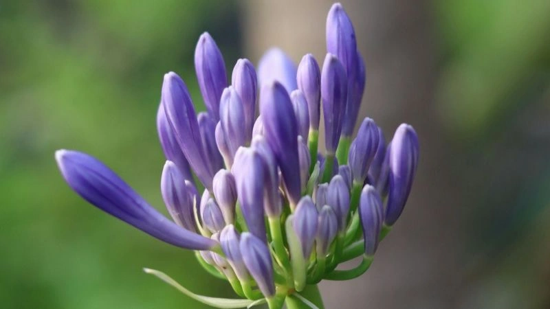 Bright sunny agapanthus flowers in a garden