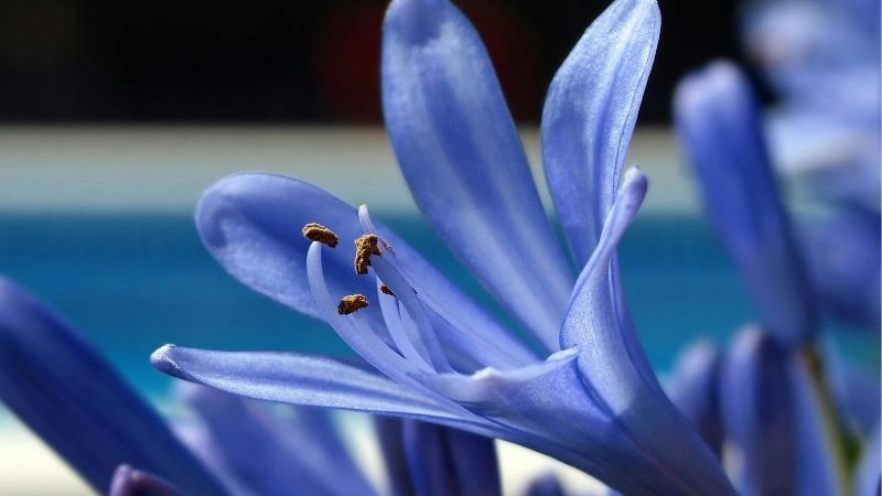 Bright sunny agapanthus flowers blooming outdoors in natural light