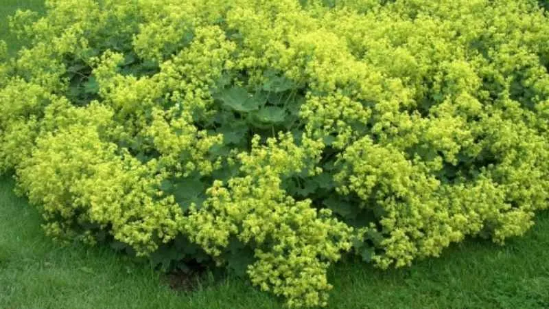 Flowering Alchemilla mollis perennial plant outdoors