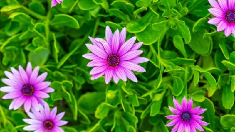 Blooming Pink African Daisy flowers above bright green foliage.