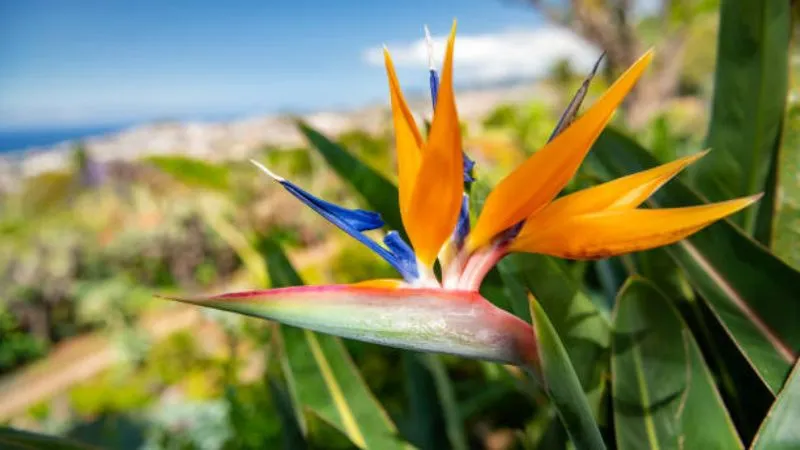 Tropical plant Bird of Paradise flower blooming vibrantly.