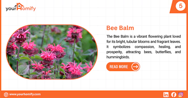 Bee balm