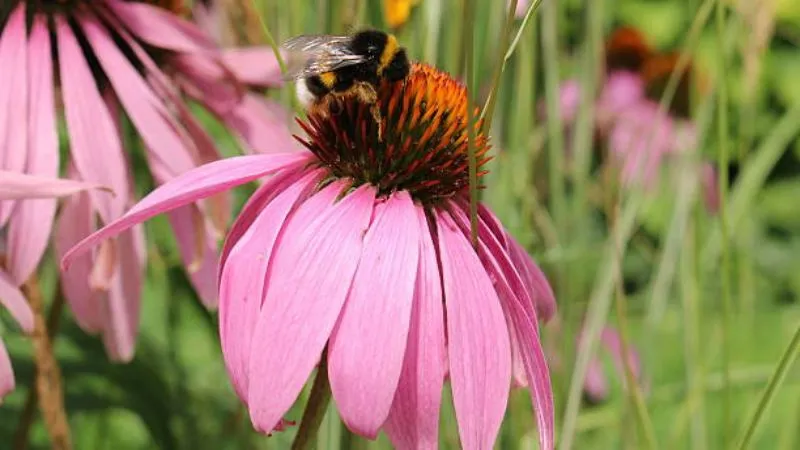 Bumblebee gathering pollen on a Pale Purple Coneflower flower with an orange center.