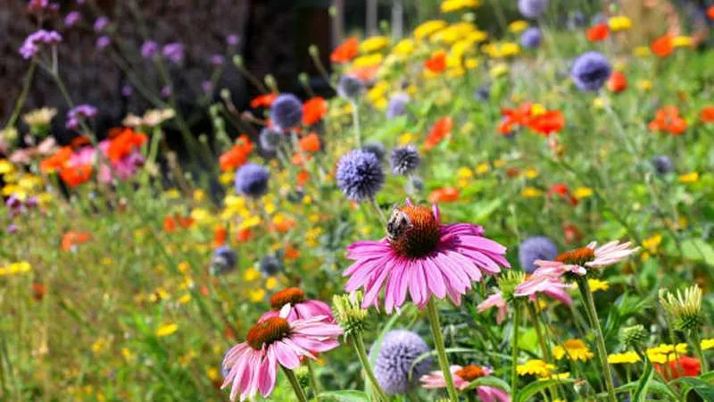 Small bee resting on a pink Echinacea flower surrounded by colorful garden blooms.