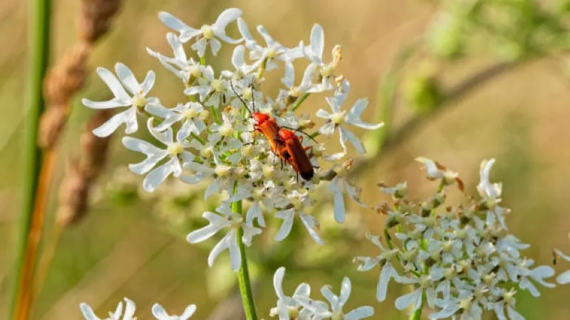 Red beetle resting on a cluster of small white Catchfly flower blooms.