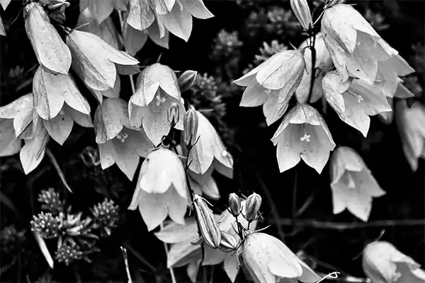 Bell flower