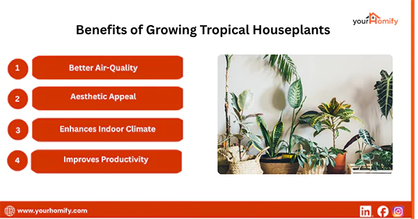 Benefits of Growing Tropical Houseplants