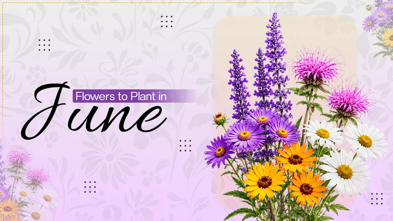 Best Flowers to Plant in June