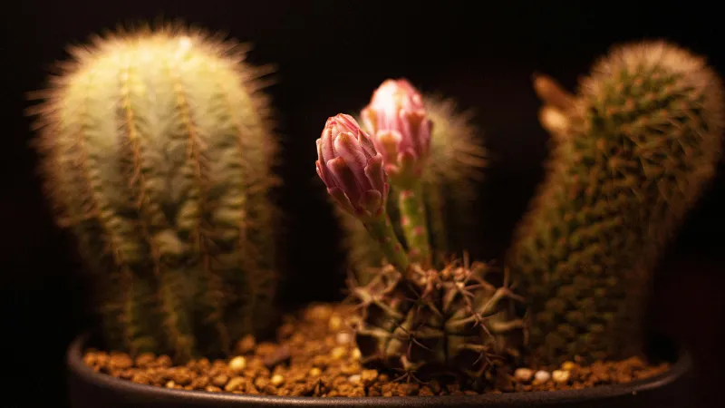 Between Cacti Cactus flower bud growing among spiny plants.