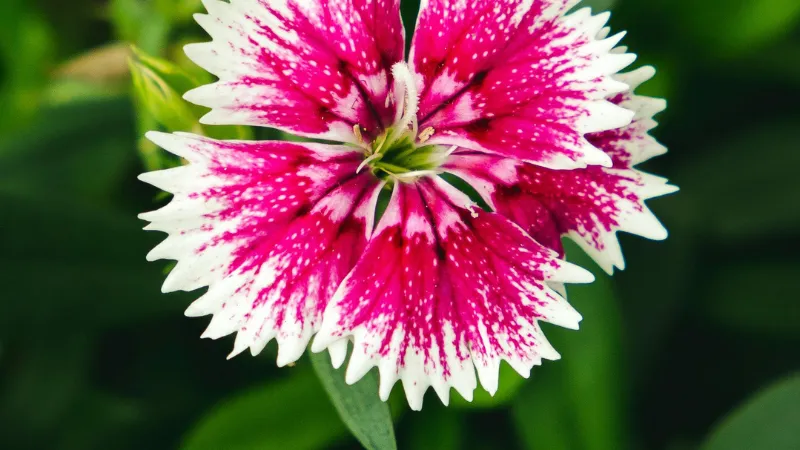 Single Clove Pink flower with fringed white petals dramatically splashed with magenta-pink markings.