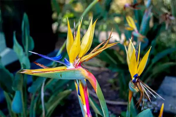 Birds of paradise