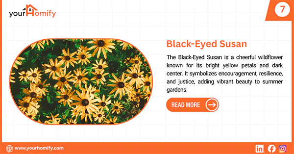 Black eyed susan