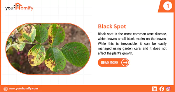 Black spot in roses