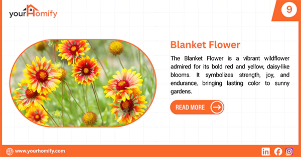 Blanket flower