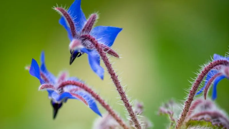 Healthy plant Borage flower producing abundant blooms.