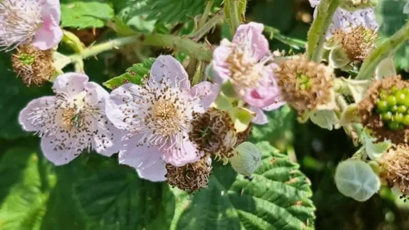 Healthy Plant Bramble flower producing abundant blossoms.
