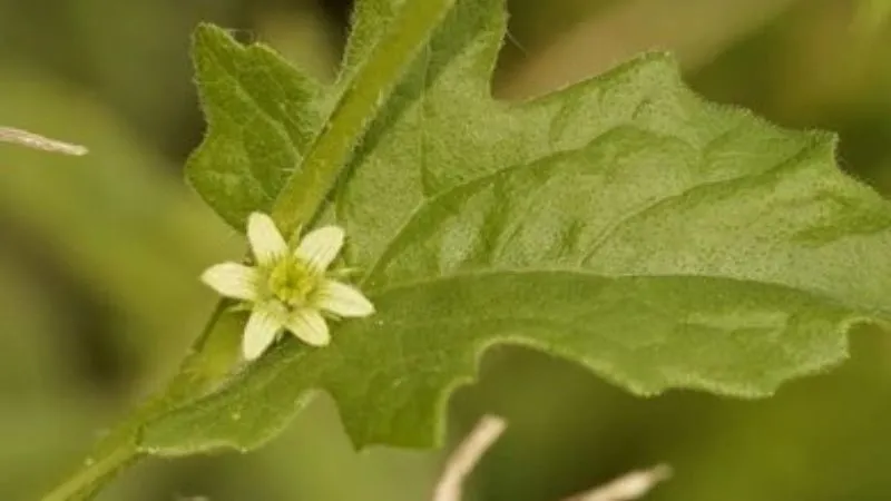 Abundant Bloom Bryony flower vine producing numerous flowers.