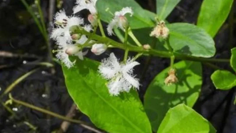Healthy Plant Buckbean flower producing abundant seasonal blooms.