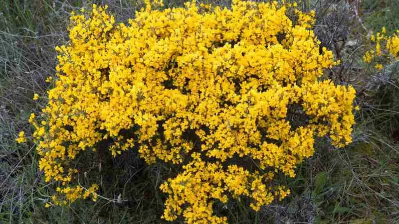Healthy Shrub Prickly Broom flower producing abundant blossoms.