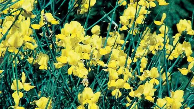 Abundant Bloom Spanish Broom flower shrub producing flowers.