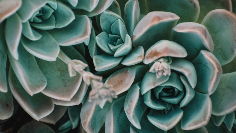 Echeveria with flower stalk