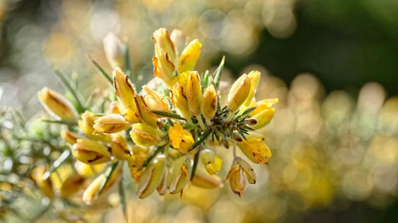 Dense Shrub Prickly Broom flower growing among thick foliage.