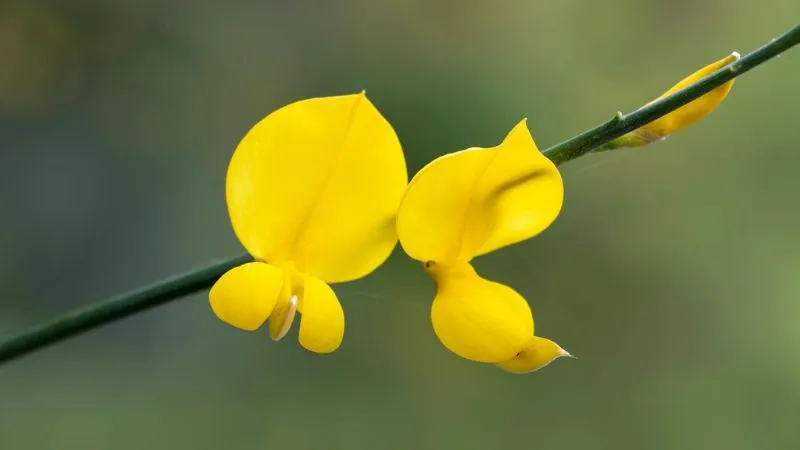 Flowering Shrub Spanish Broom flower growing naturally.