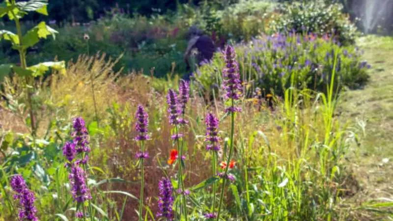 Sturdy stalk Betony flower blooming with attractive flower clusters.