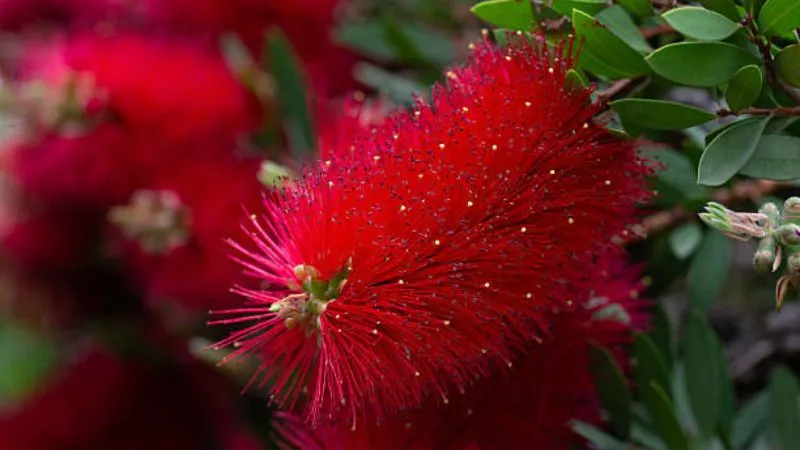 Tree Branch Bottle Brush flower growing along woody stems.