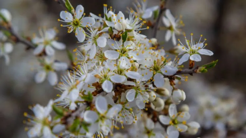 Blooming Branch Blackthorn flower creating an attractive display.