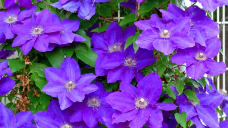 Dense cascade of blue-purple Clematis flower blooms covering a garden trellis.