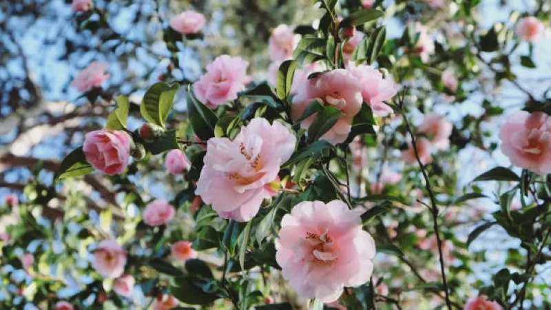 Pink camellia flowers blooming against a blue sky