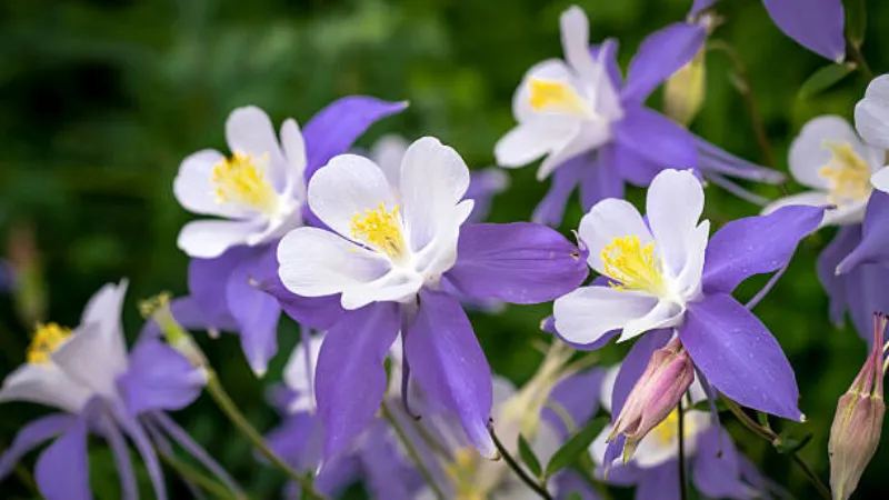Vivid purple and white star-shaped Columbine flower with yellow stamens.