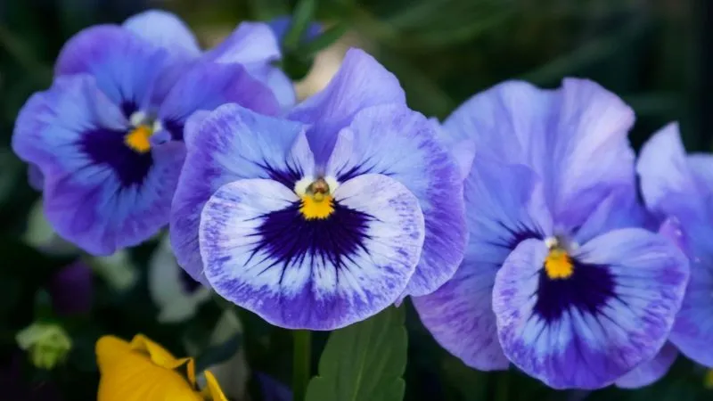 Cluster of blue and purple pansy flowers with dark centers blooming outdoors
