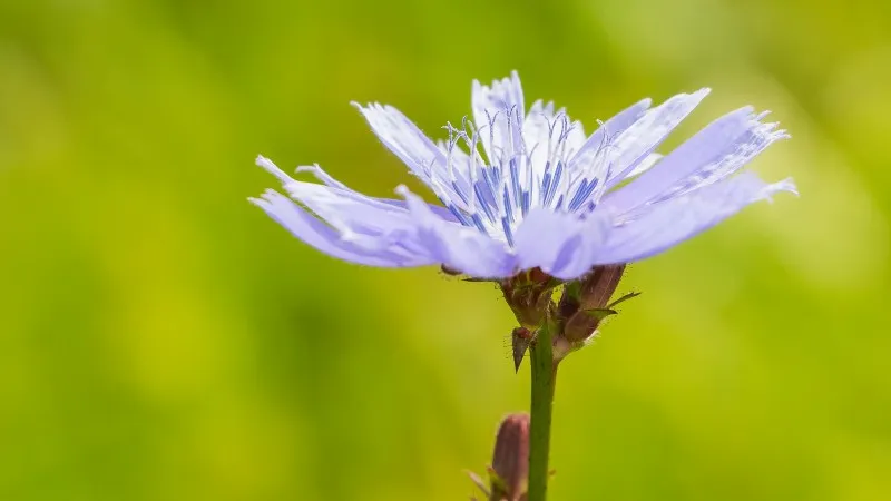 Deep blue Chicory flower blooming beside a closed green bud in a natural meadow setting.