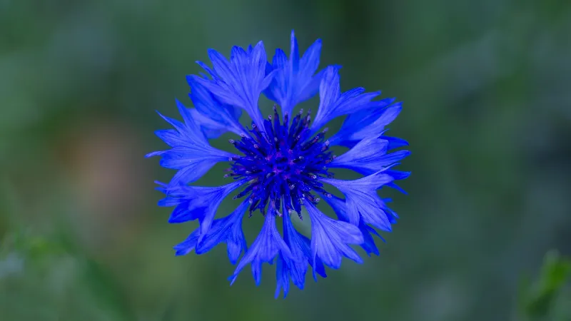 Single deep blue Cornflower flower with dark indigo center against blurred green background.