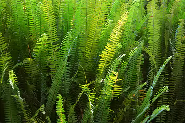 Boston fern