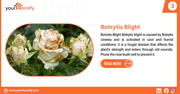 Botrytis Blight