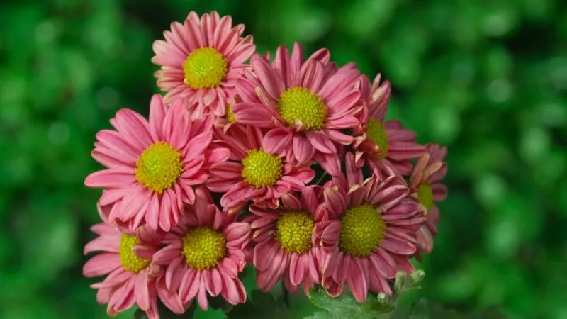 Bunch of pink painted daisy flowers with yellow-green centers against a blurred green background